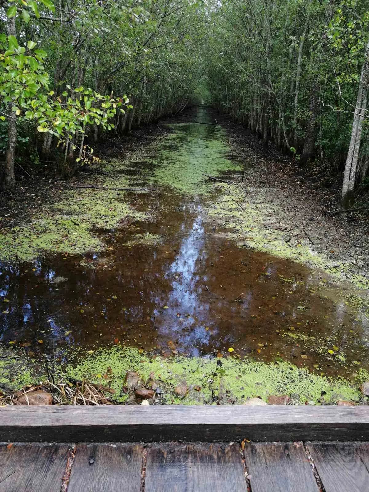 Republican landscape reserve "Yelnya"