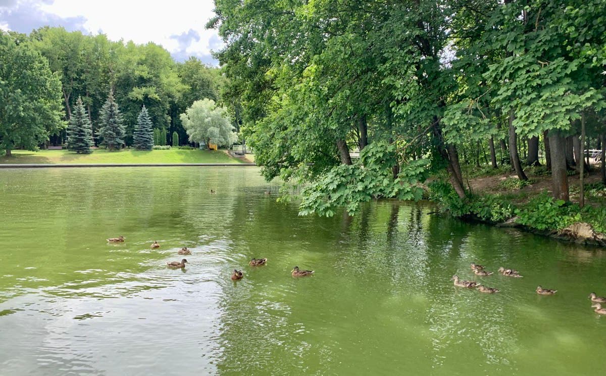 Minsk. The island of birds.
