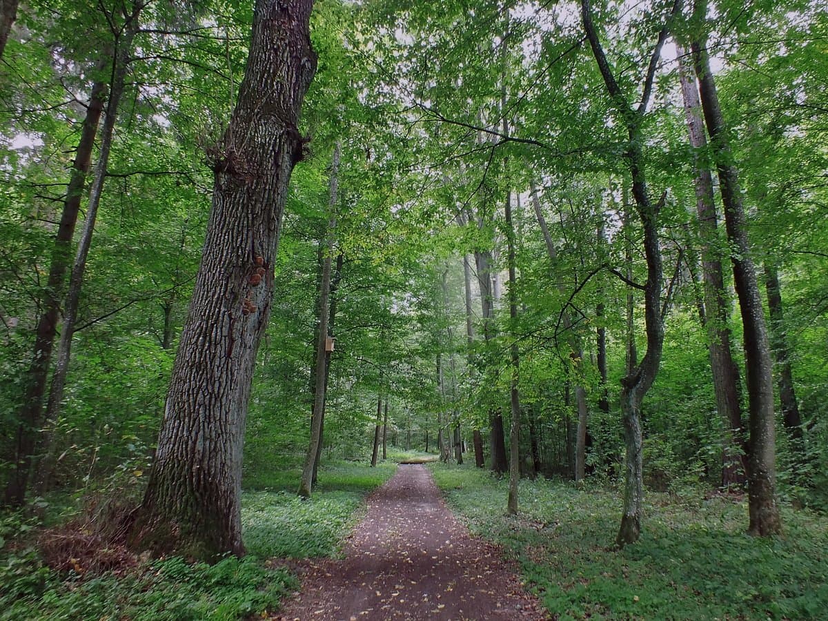 Porechye. Skirmunt Park.