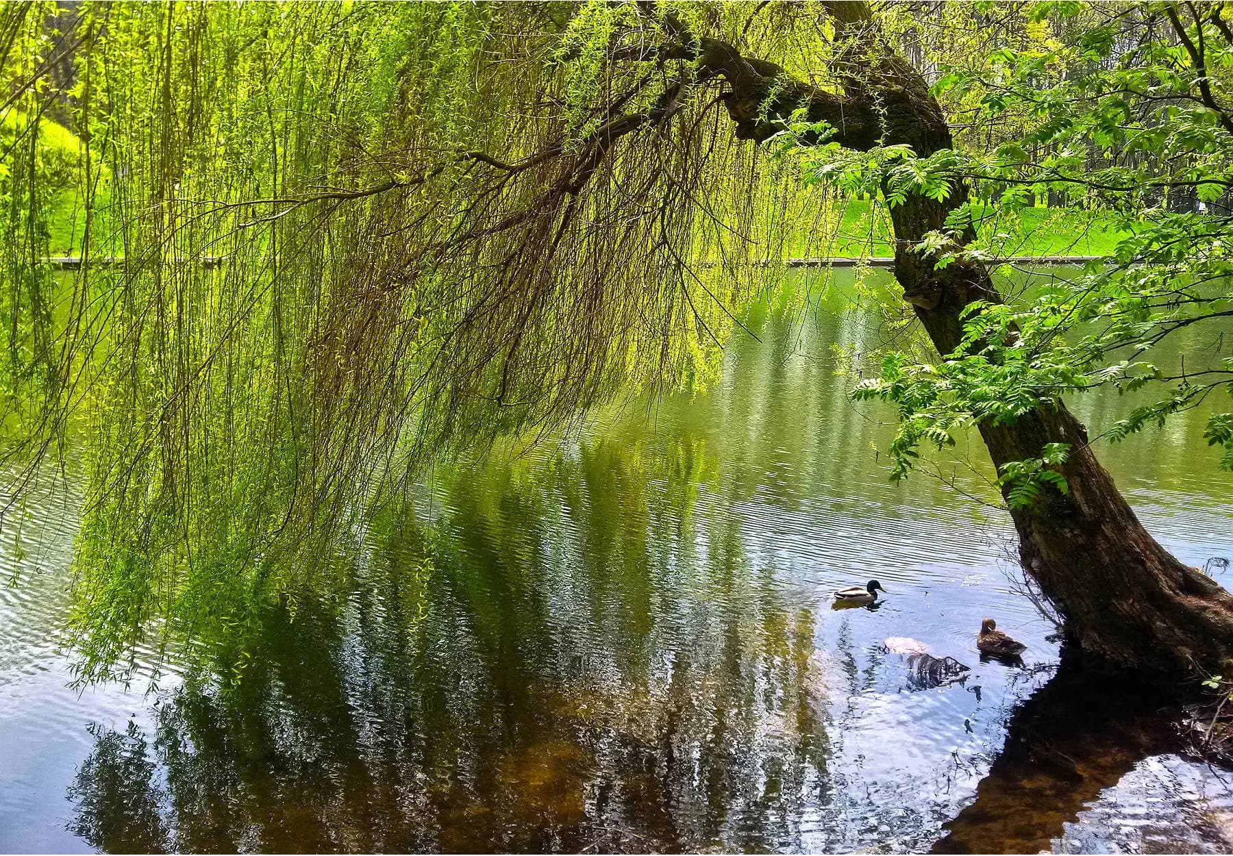Minsk. The island of birds.