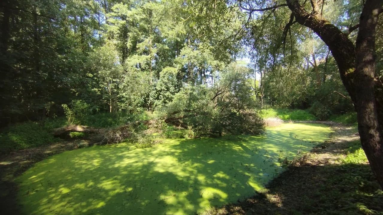 Porechye. Skirmunt Park.