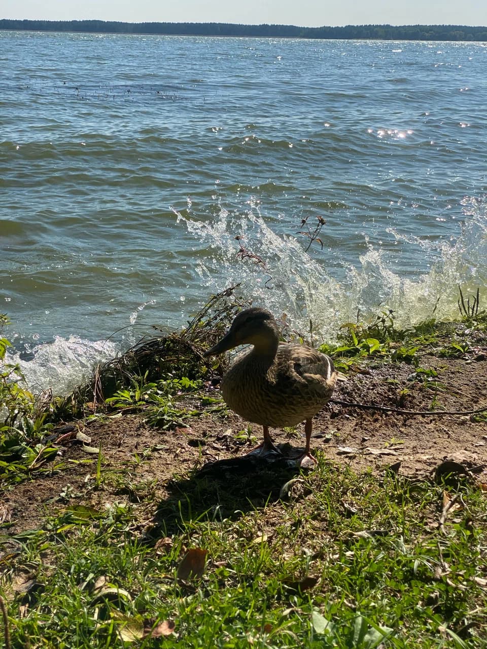 Вилейское водохранилище.