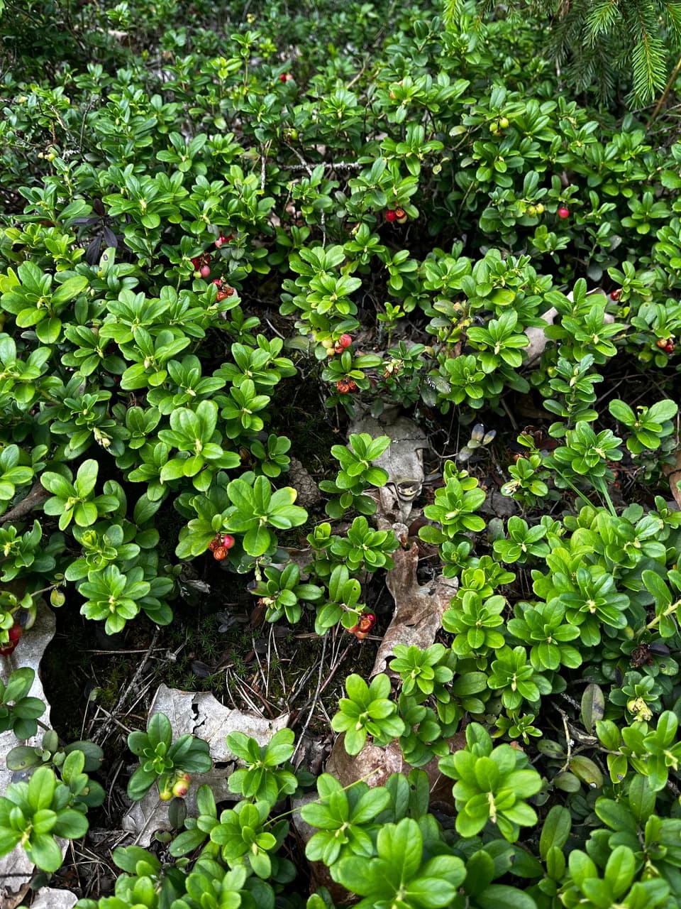 The Belokorets ecological trail.