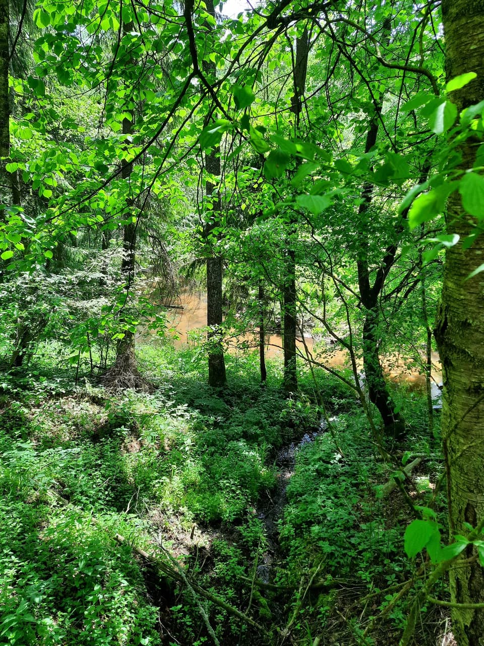 Gaidukovka. 'Holy Krinitsy' springs.