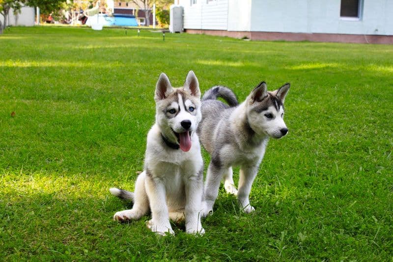 Kolodishchi. 'Snezhnaya Zaveya' Husky Park.