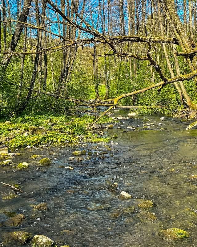 Тресковщина. Руины водяной мельницы на реке Ислочь.