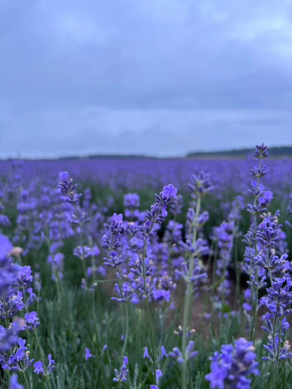 Rudnya-Sponitskaya. Lavender field "Gomel Provence".