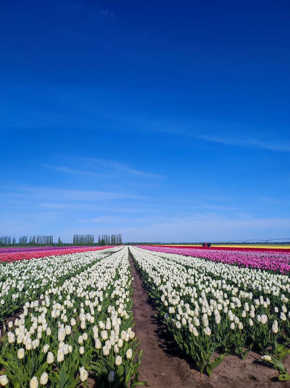Tyshkovichi. The tulip field is the Belarusian Netherlands.
