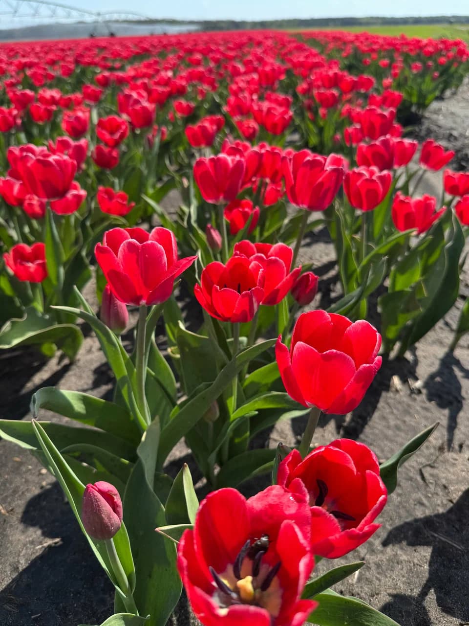 Tyshkovichi. The tulip field is the Belarusian Netherlands.