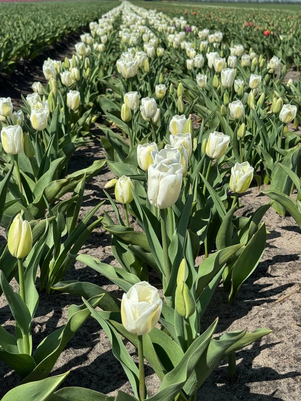 Tyshkovichi. The tulip field is the Belarusian Netherlands.