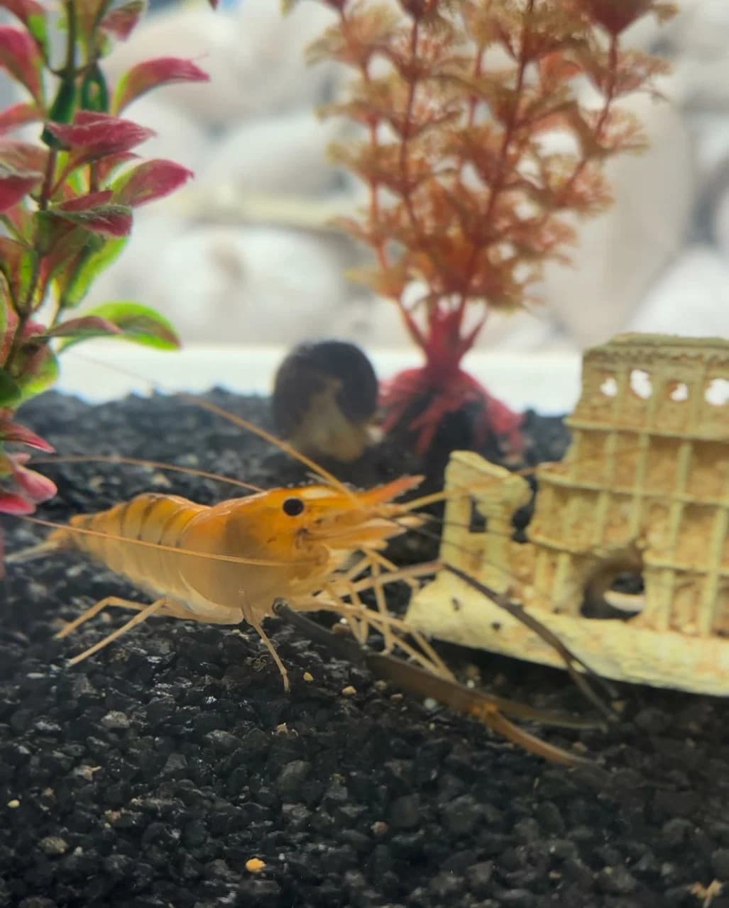 Olkhovtsy. Shrimp farm.