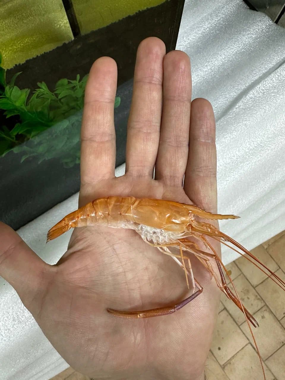 Olkhovtsy. Shrimp farm.