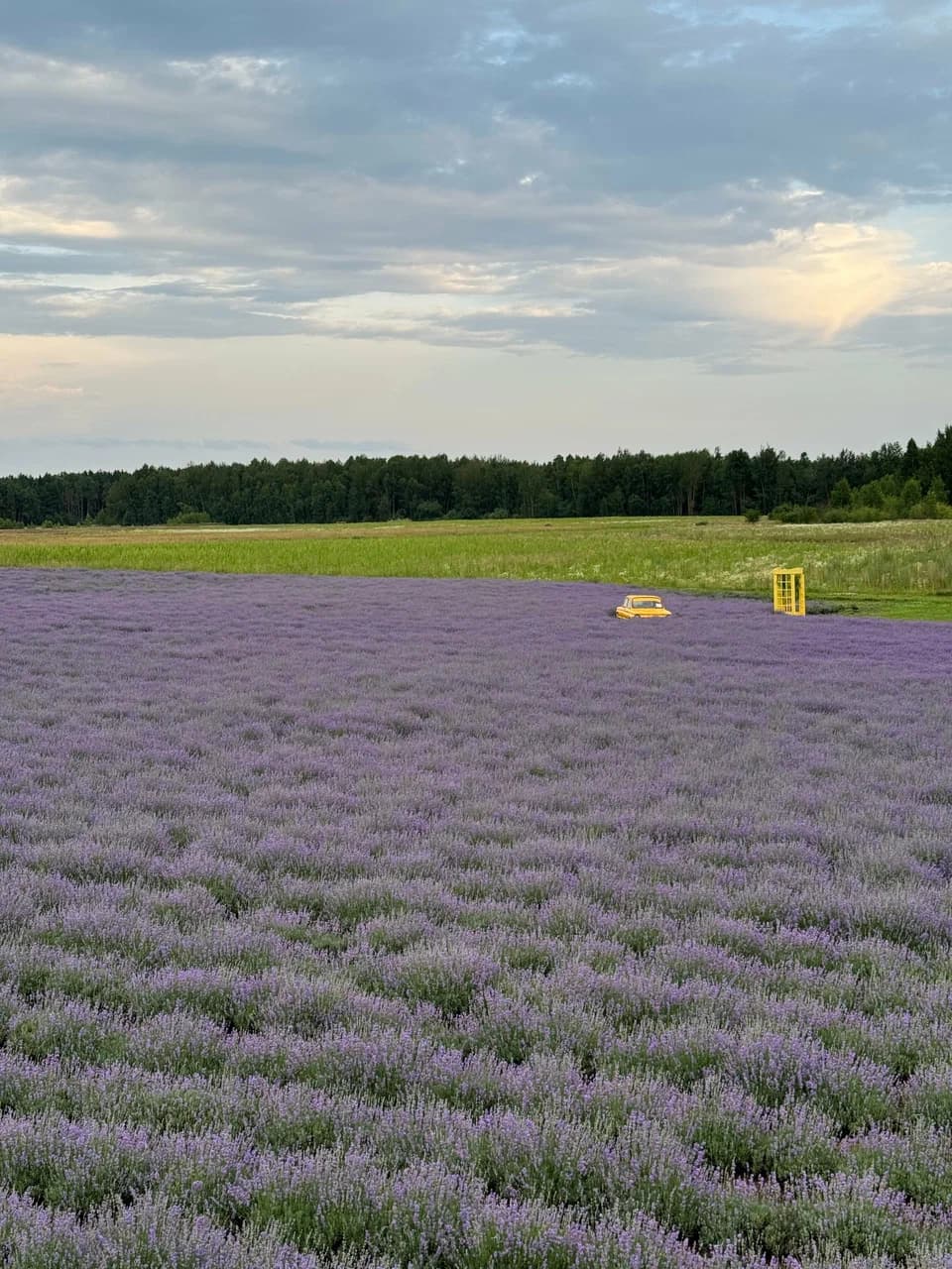 Rudnya-Sponitskaya. Lavender field "Gomel Provence".