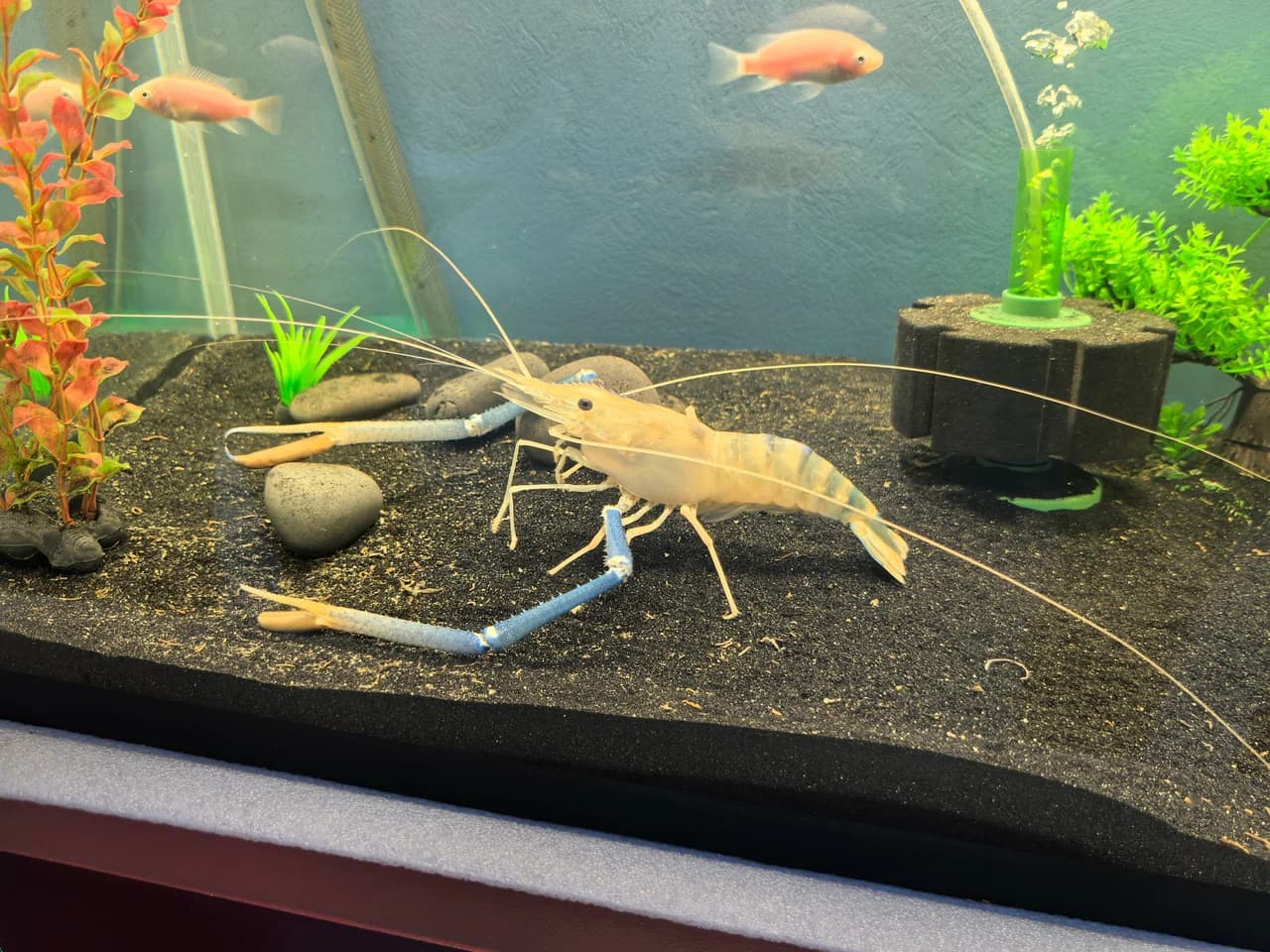 Olkhovtsy. Shrimp farm.