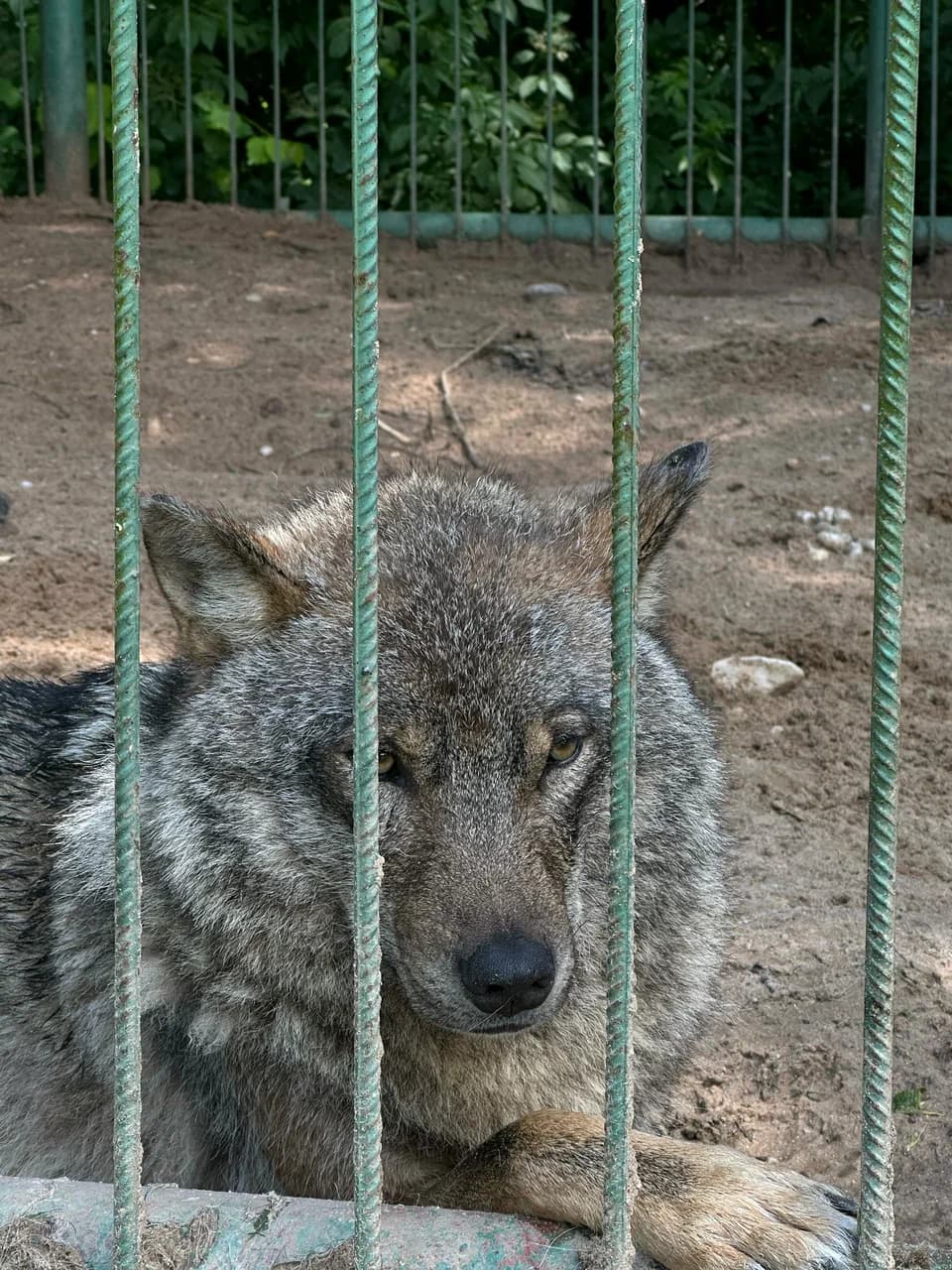 Zalesye. Zhirovichi Zoo (Garden of Eden).