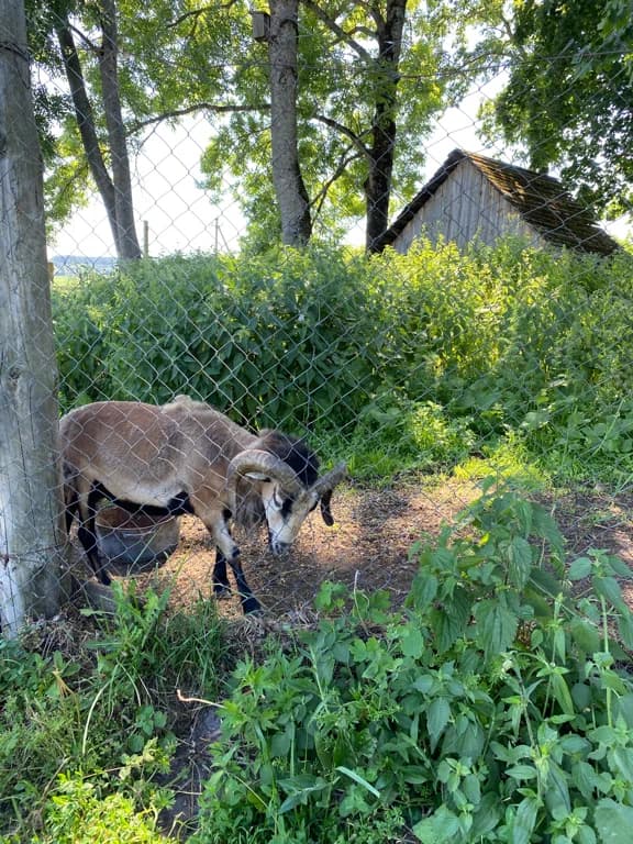 Zalesye. Zhirovichi Zoo (Garden of Eden).