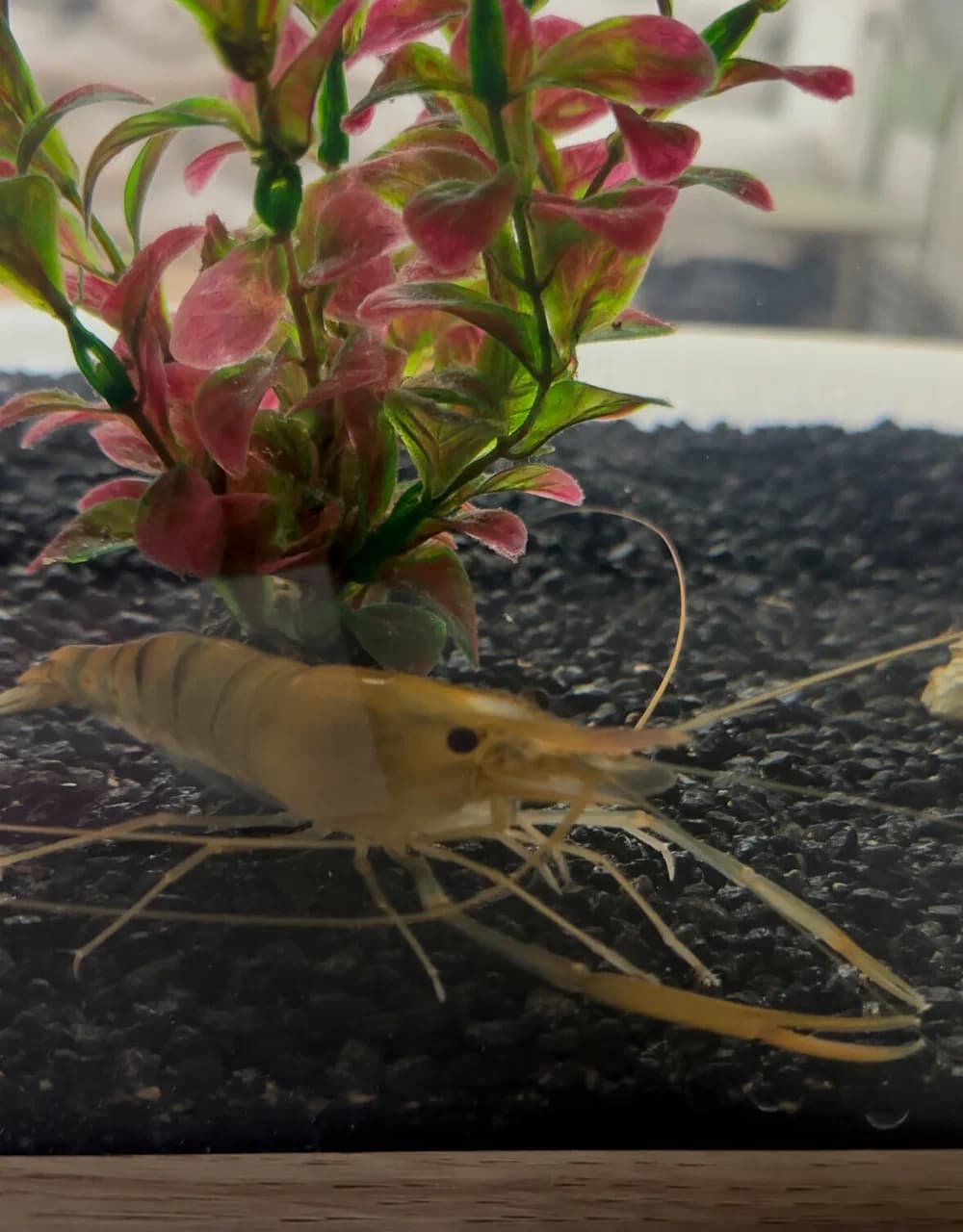 Olkhovtsy. Shrimp farm.