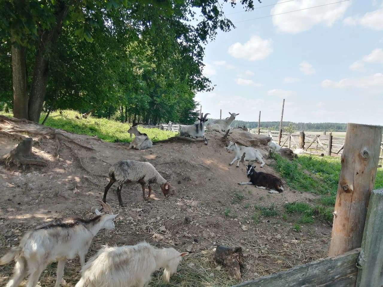 Zalesye. Zhirovichi Zoo (Garden of Eden).