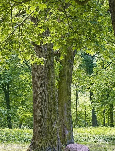 Telman. Telmanovsky Park.