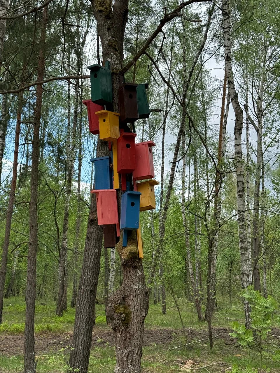 Калинковичи. Экологическая "Тропа лесных чудес".