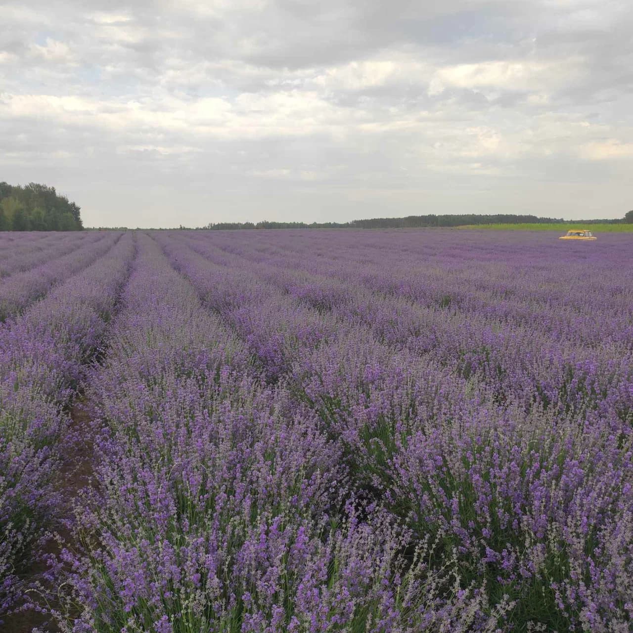 Rudnya-Sponitskaya. Lavender field "Gomel Provence".