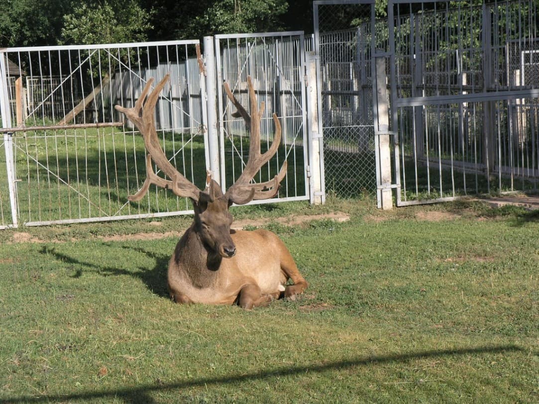 Mogilev. Zoo.