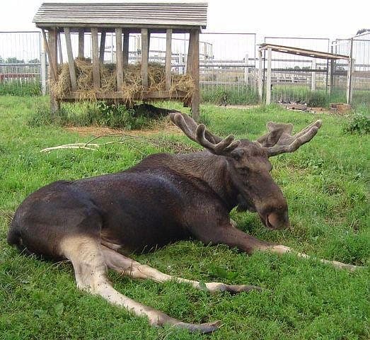 Mogilev. Zoo.