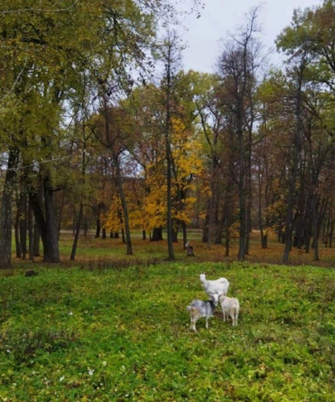 Высокое. Усадьба Макшицких.