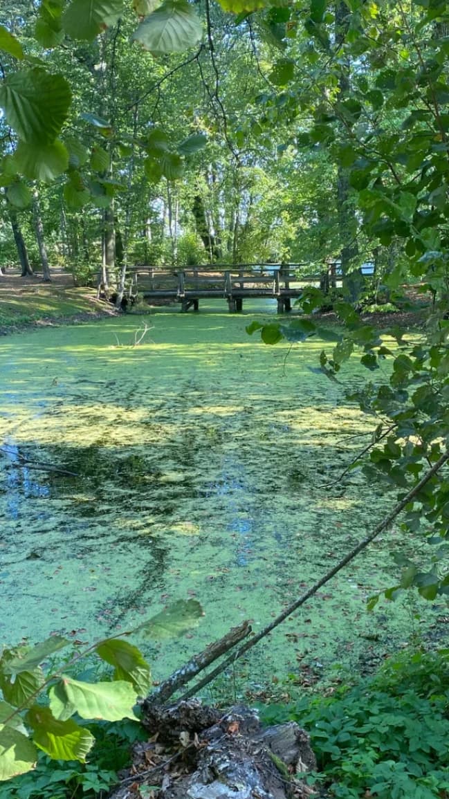 Duboe. Kuzhanetsky Manor Park.