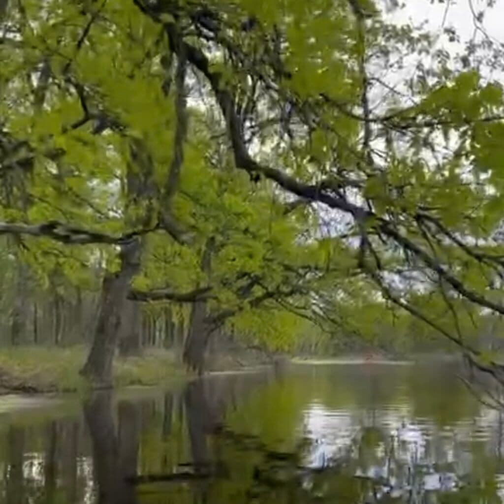 "Нацыянальны парк "Прыпяцкі". Мора Герадота.