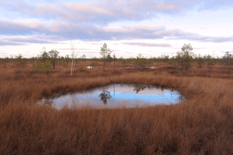 Kozyansky Nature Reserve. Kozyansk marshes.