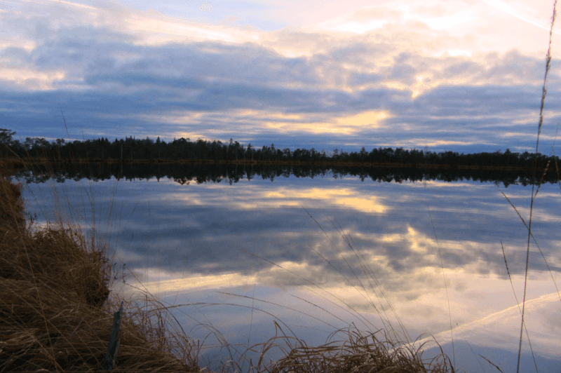 Kozyansky Nature Reserve. Kozyansk marshes.