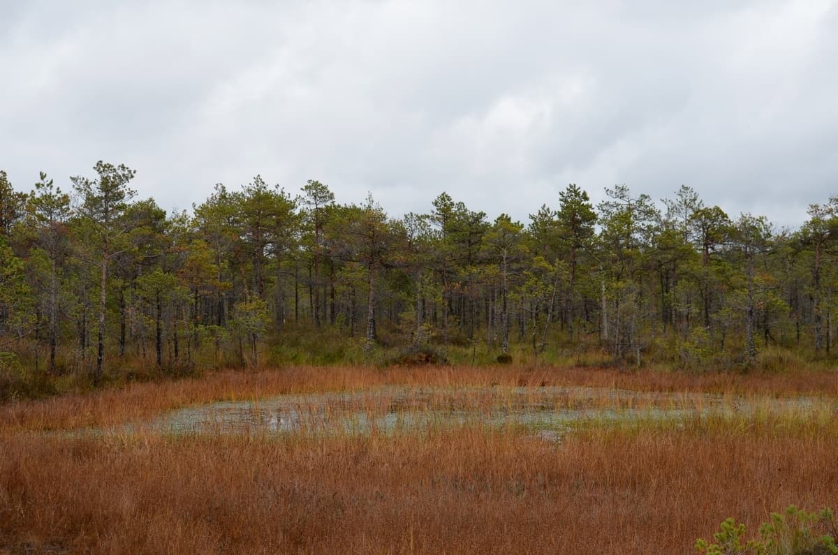 Kozyansky Nature Reserve. Kozyansk marshes.