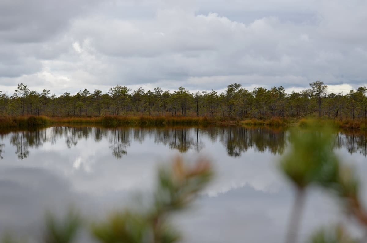 Kozyansky Nature Reserve. Kozyansk marshes.