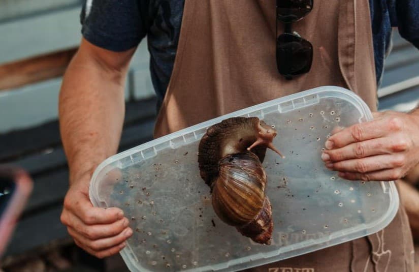 Dolginovo. Ratov snail farm.