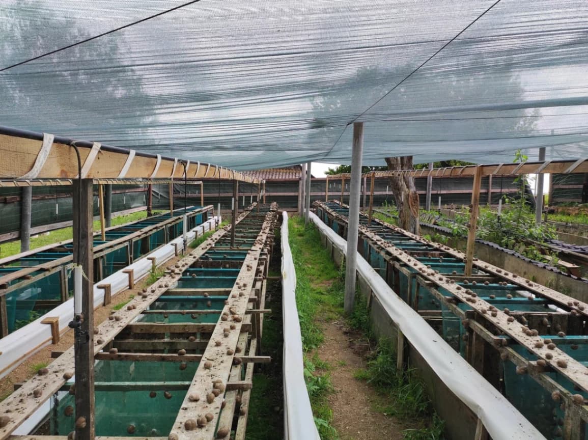 Dolginovo. Ratov snail farm.