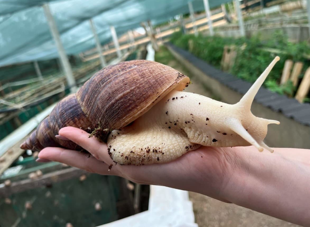 Dolginovo. Ratov snail farm.