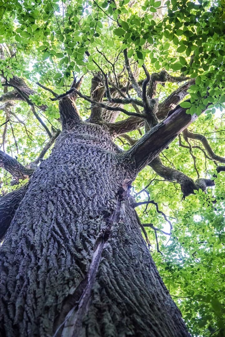 Novoe Romatovo. Pozhezhinsky Tsar-oak.