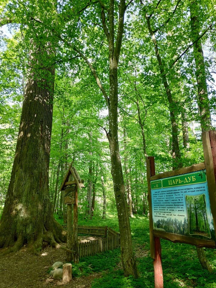 Novoe Romatovo. Pozhezhinsky Tsar-oak.