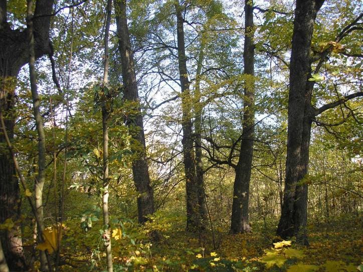 Велікарыта. Парк пры сядзібе Траякуравых – Ляшчынскіх