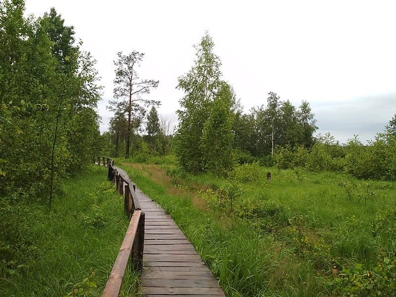 Ландшафтный заказник "Ольманские болота".