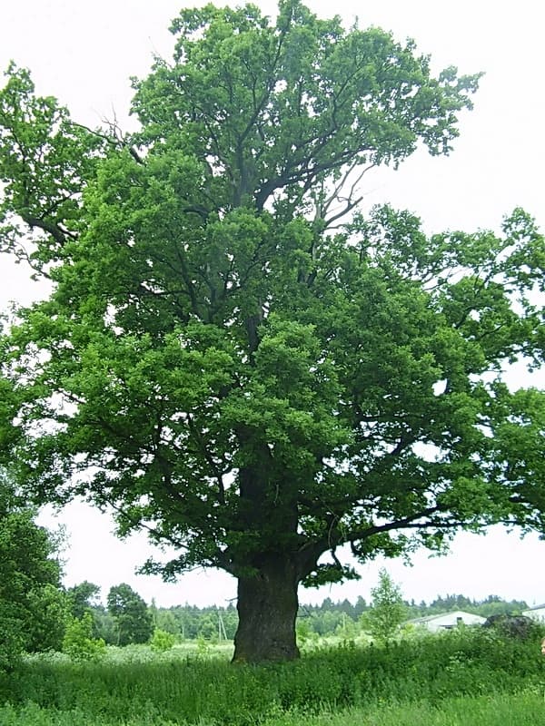 Bolshye Krugovichi. The Obukhovich Estate.