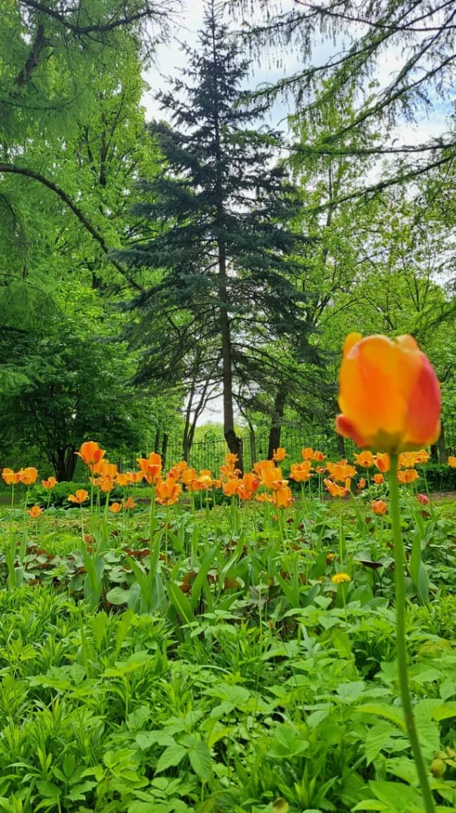 Vitebsk. Botanical Garden of the Vitebsk State University.