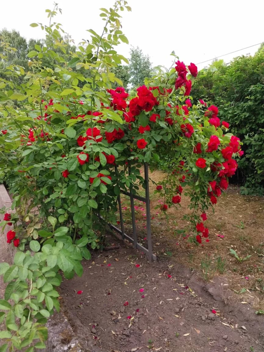 Vitebsk. Botanical Garden of the Vitebsk State University.