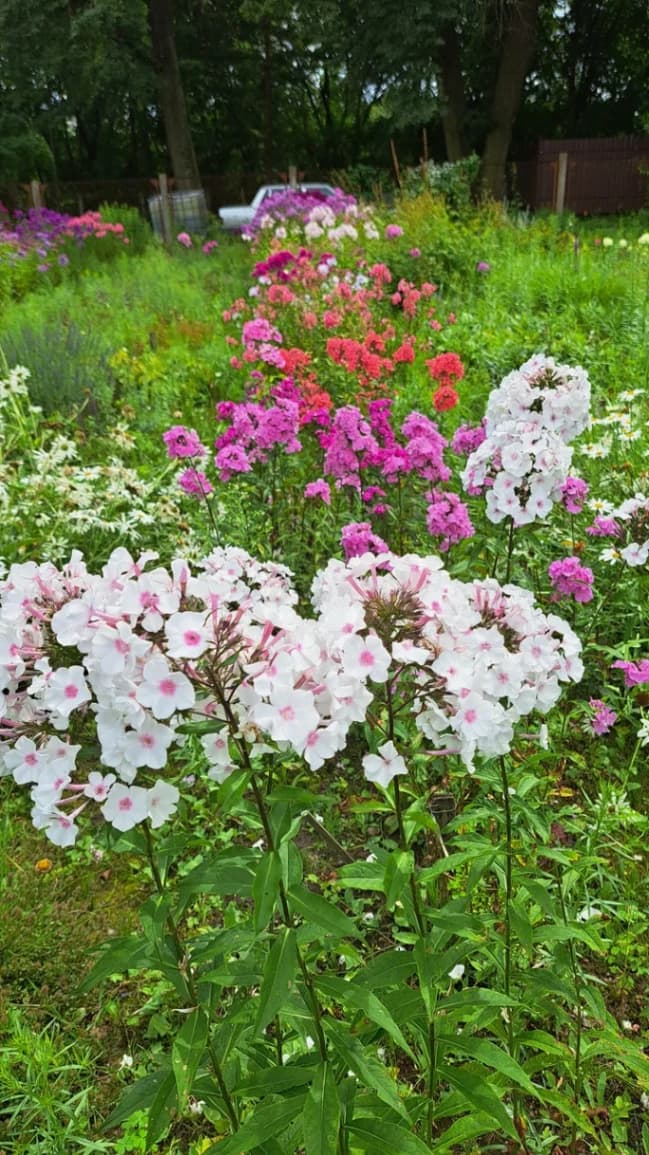 Vitebsk. Botanical Garden of the Vitebsk State University.