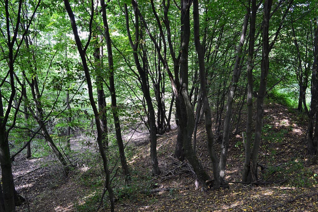 Lyskovo. Castle.