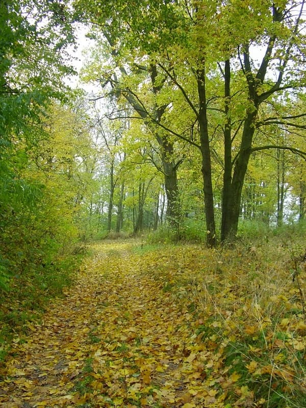 Асташына. Сядзіба Чачотаў