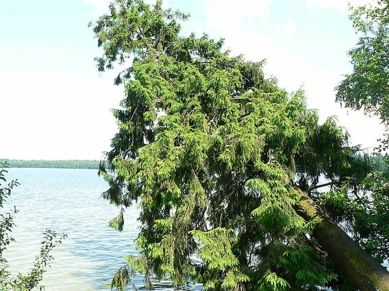 Novogrudok district. Lake Svityaz.