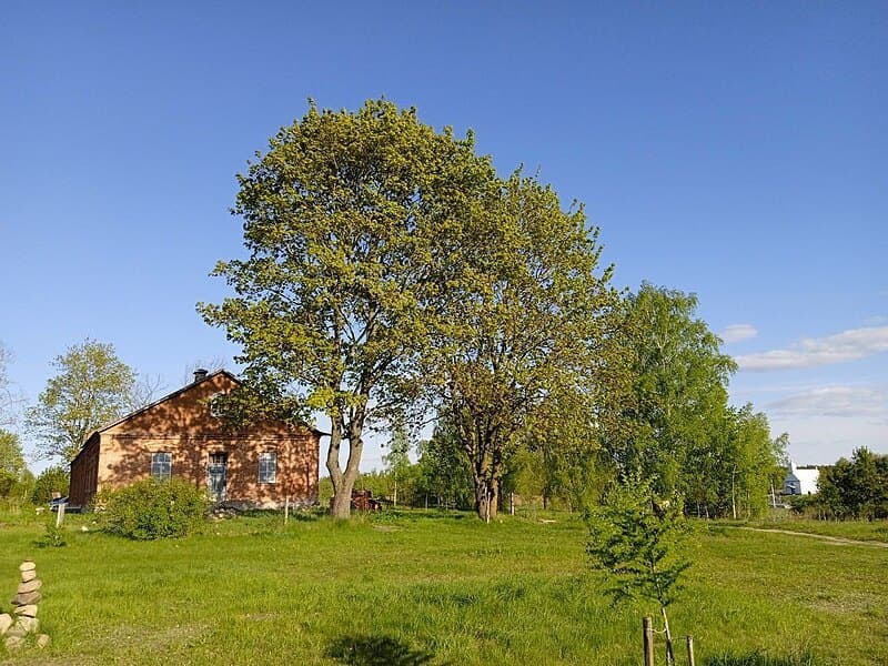 Bolshaya Medvyadka. The estate of Ignatius Domeyko.