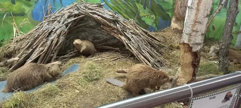 Domzheritsy.Berezinsky Biosphere Reserve Nature Museum